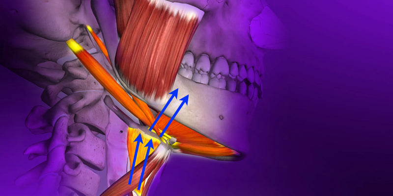 Gnathology and Occlusion: From Occlusal Force Analysis to Dysfunctions