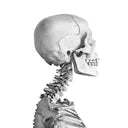 Osteopathy and Kinesiology