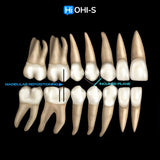 Biomechanics in Orthodontics