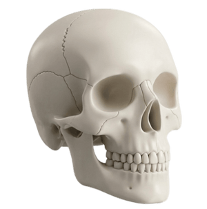 TMJ & Occlusion