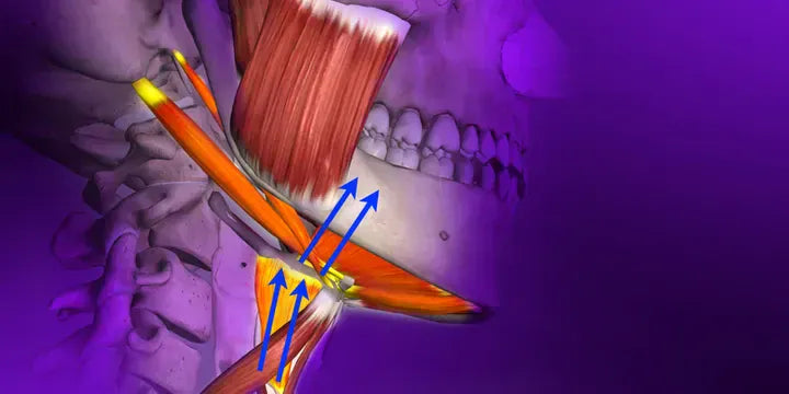 Gnathology and Occlusion: From Analysis of Occlusal Forces to Dysfunctions