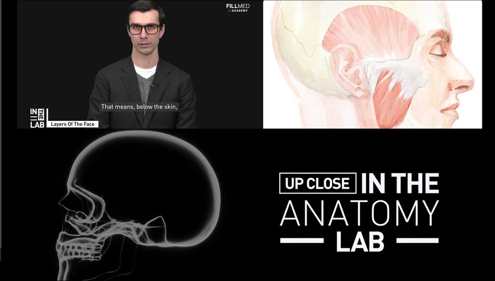 Professor Cotofana Anatomy review